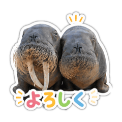 yanagi_20260501170305
