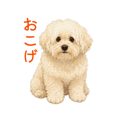 sho_2026