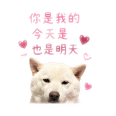 柴柴日常｜今天也要被可愛融化