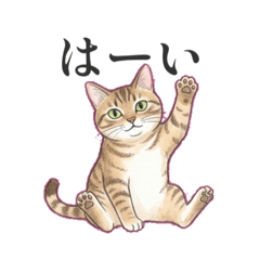 mugi_cat2222