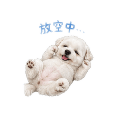 QQ v1