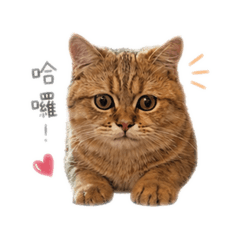 Molu ฅ