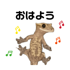 Gecko Jewel