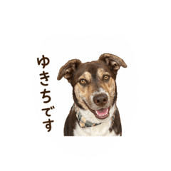 Yukichidesuga