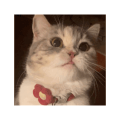Cat partner stirs x2