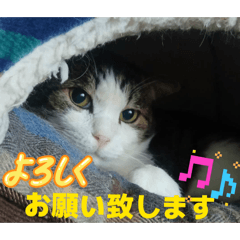 sakura cats_20260501145107