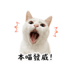 Q寶小美女