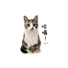 豆豆花-1