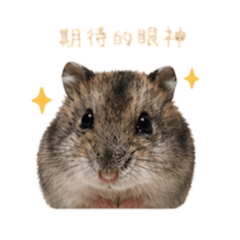 滾滾@日常