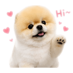 小狗迪迪