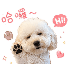 安安阿尼基