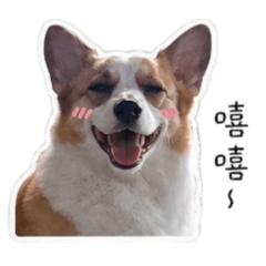 柯基嘴替上線