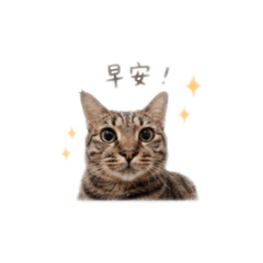 Milu 咪嚕日常