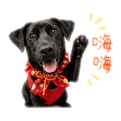 金旺旺旺來