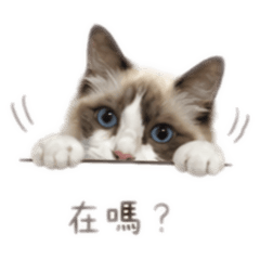 超實用雪寶寶貼圖