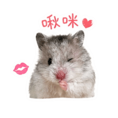 7隻小鼠