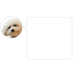 inu_20260501155546