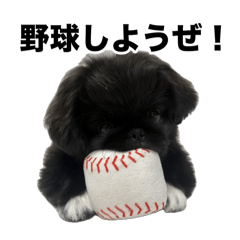 OkomeShirasu_20260501160523