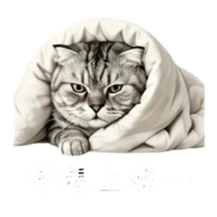 胖皇的社畜貓生