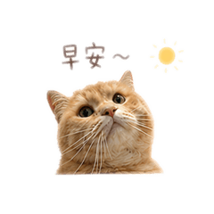 魯魯喵
