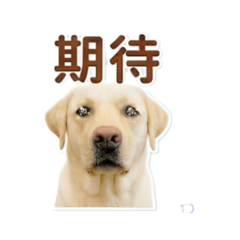 阿肥跟你說