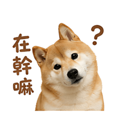 可愛軟萌柴犬的日常
