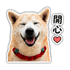 哈比先生