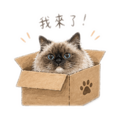 重點色布偶貓 嚶嚶小公主