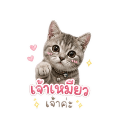 Sopa_20260428093257