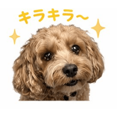 yocco_20260501202934