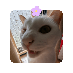 Natsu_20260501165903