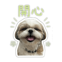 我是西施不是馬爾濟斯