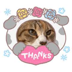 shibu69_202605011