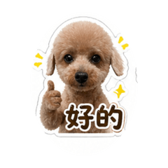 老吉是一隻可愛的狗