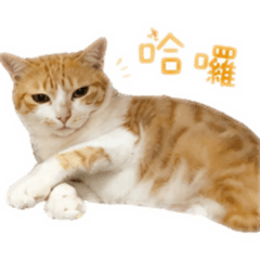妹妹球