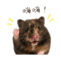 糖葫蘆小鼠