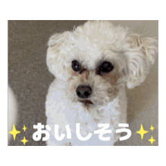 toy poodle dog parm1