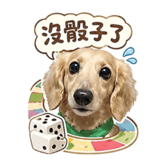臘腸狗豆豆76♡我愛走格子♡