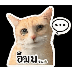 kangSom1