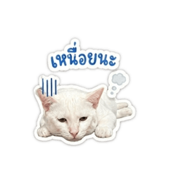 Thong Yip.