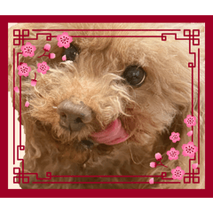 shishimarupon_20260501204532