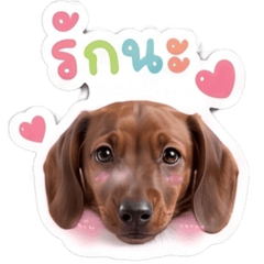 Dobby the Dachshund with Pastel vibes