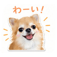 shiho_chirocoro