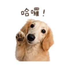 曼尼&憨吉&威士吉