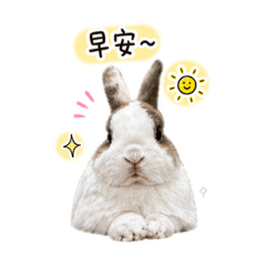 小米的萌日常