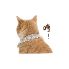 Chaddy小短腿 1