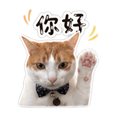 傻貓家族