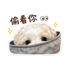 小小麻吉來嘍