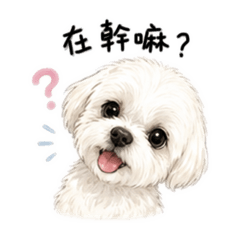 可愛Dog 2