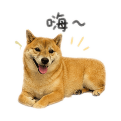 黃貓